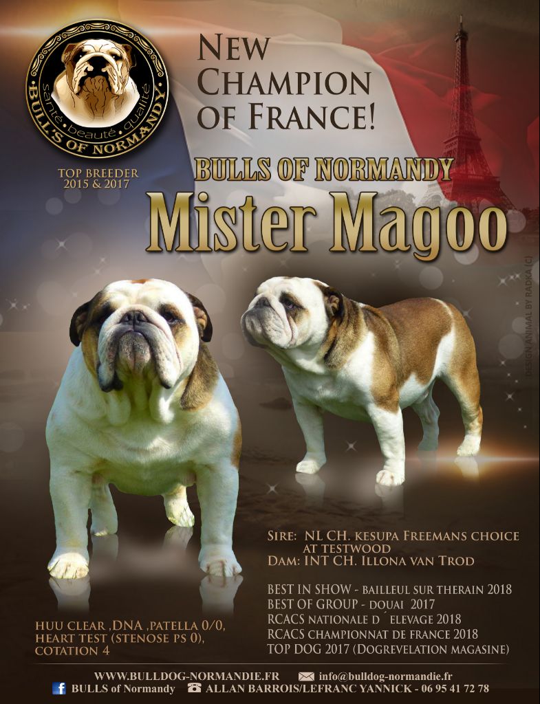 CH. Mister magoo Bull's of Normandy