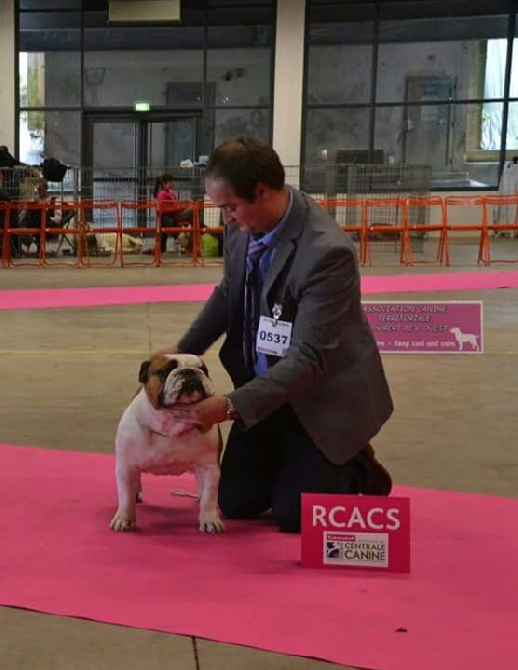 Bull's of Normandy - NATIONAL DOG SHOW NANTES