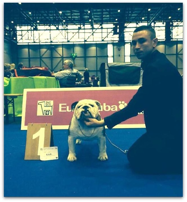 Bull's of Normandy - DOG SHOW GENEVE 