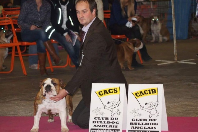 Bull's of Normandy - International Dog Show Nantes