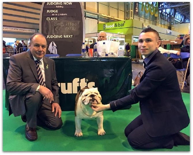 Bull's of Normandy - CRUFTS 2015