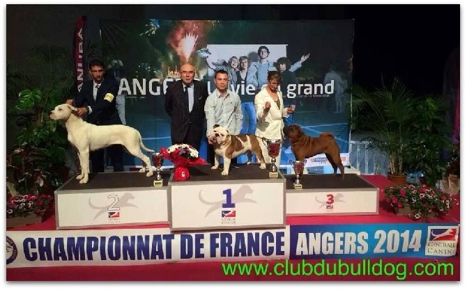 Bull's of Normandy - CHAMPIONNAT FRANCE 2014