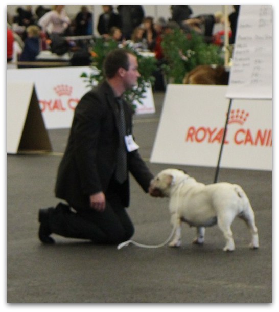 Bull's of Normandy - international Dog Show FRIBOURG