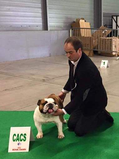 Bull's of Normandy - DOG SHOW LE MANS