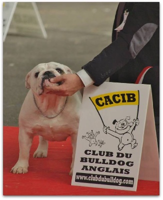 Bull's of Normandy - International  DOG SHOW POITIERS