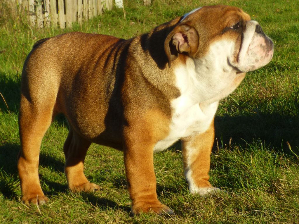 Bull's of Normandy - CHIOT DISPONIBLE