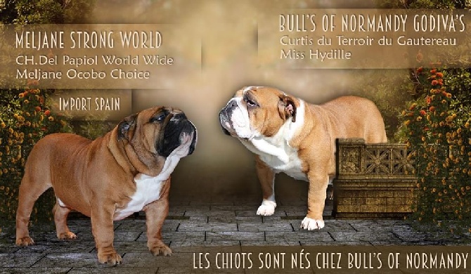 Bull's of Normandy - CARNET ROSE !!!