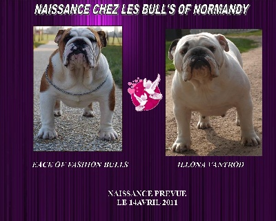 Bull's of Normandy - SAILLIE EN COURS