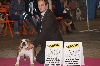  - International Dog Show Nantes