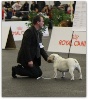  - international Dog Show FRIBOURG
