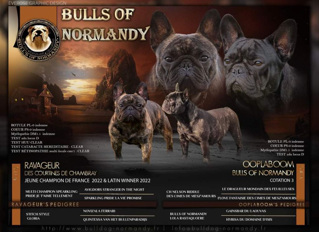 Bull's of Normandy - Gestation confirmée 