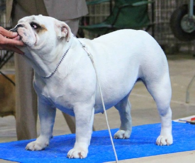 Bull's of Normandy - International LUXEMBOURG DOG SHOW