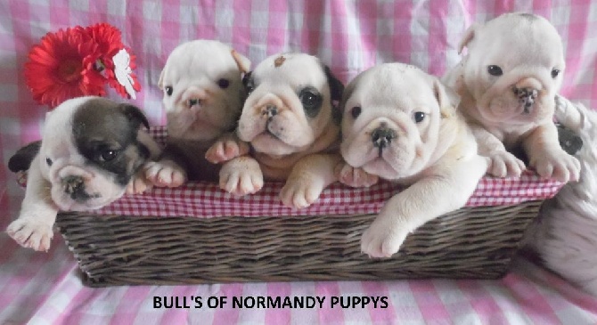 Bull's of Normandy - CHIOTS A RESERVER