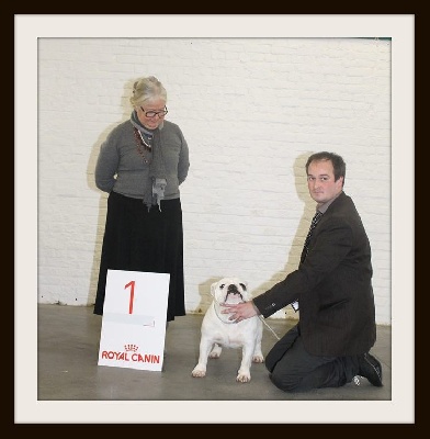 Bull's of Normandy - 41 st Int. Dogshow Mouscron (BE)