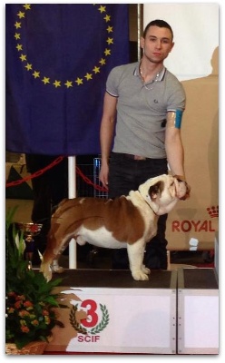 Bull's of Normandy - Internationnal DOG SHOW PARIS