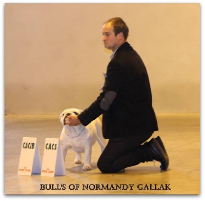 Bull's of Normandy - International  DOG SHOW BEAUVAIS