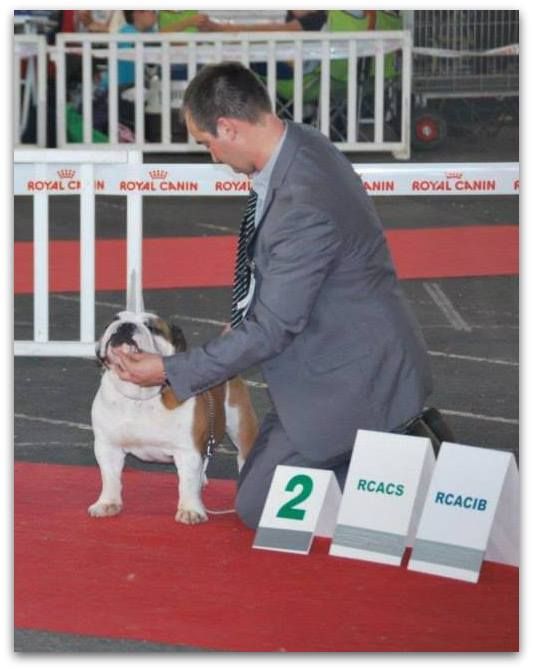 Bull's of Normandy - INTERNATIONAL DOG SHOW POITIERS