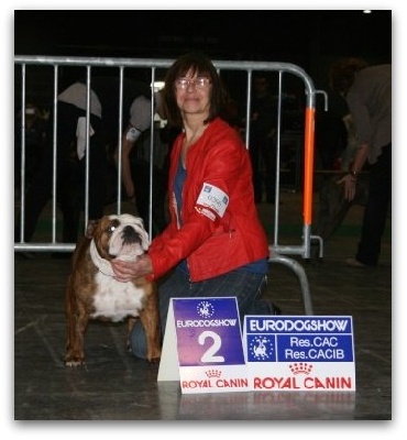 Bull's of Normandy - EURODOGSHOW COURTRAI (BE)