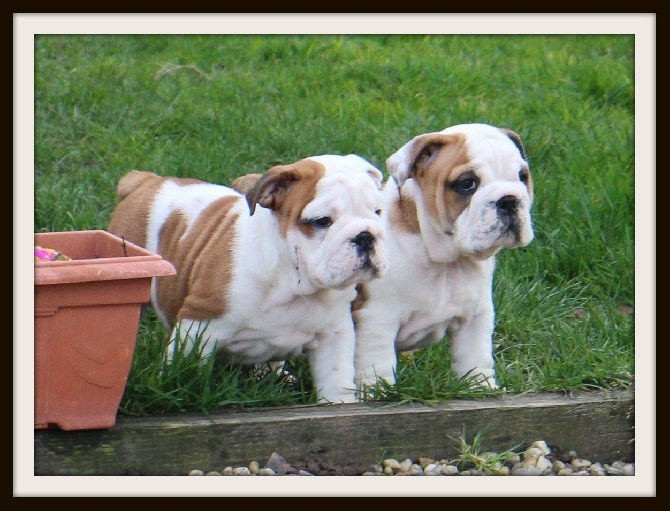 Bull's of Normandy - CHIOTS DISPONIBLE