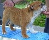 Chiot male 1