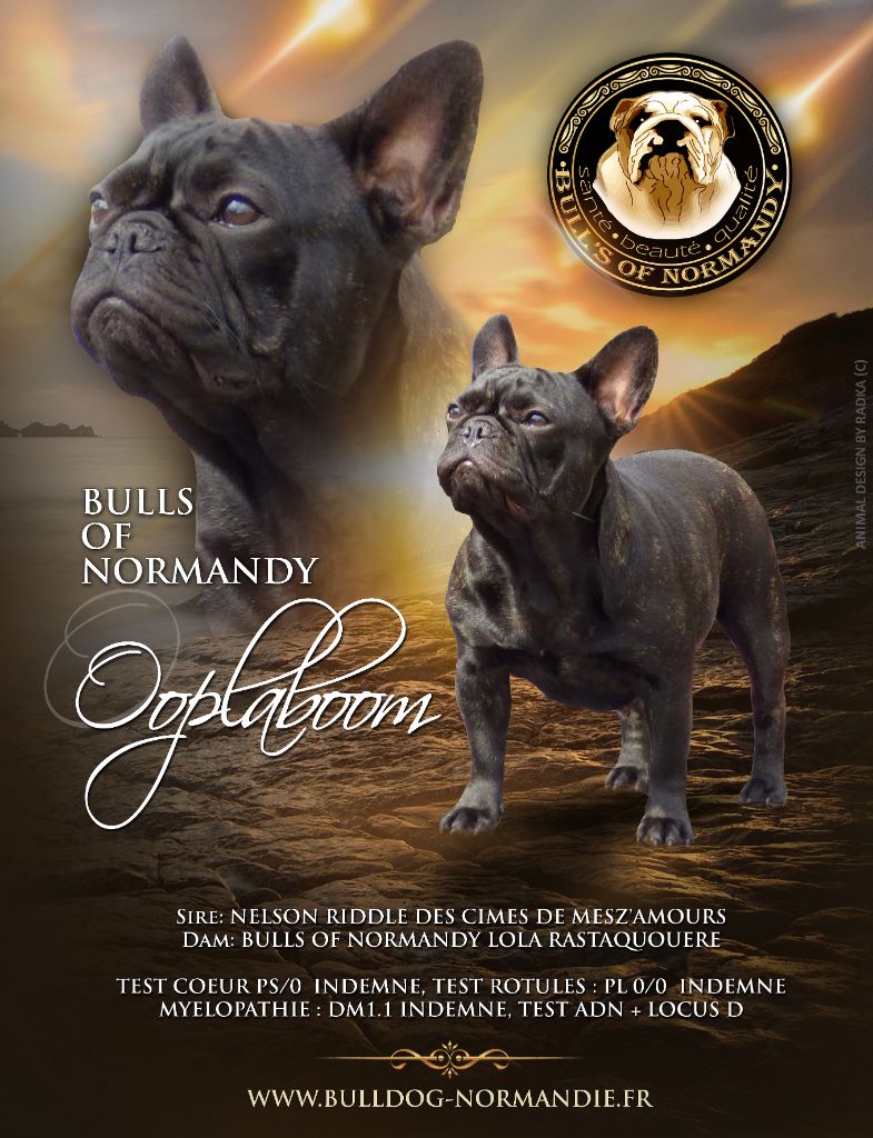 Bull's of Normandy Ooplaboom