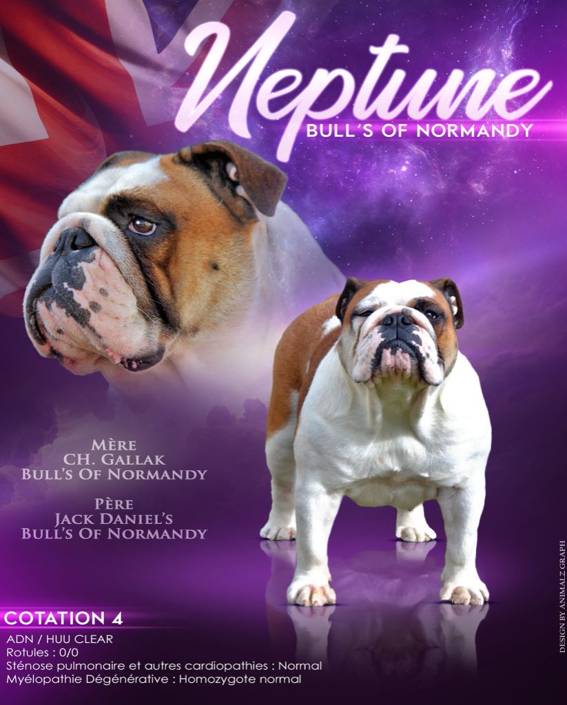 Bull's of Normandy Neptune