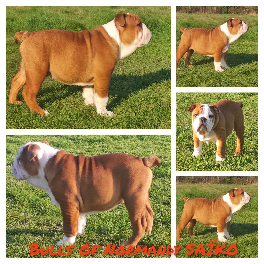 Bull's of Normandy - Chiot disponible de suite