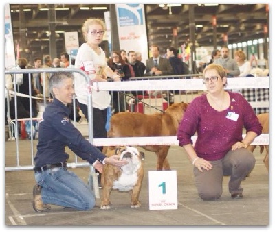 Bull's of Normandy - Internationnal Spécial BORDEAUX