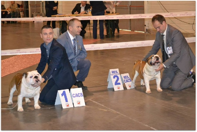 Bull's of Normandy - DOG SHOW ROUEN