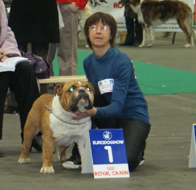 Bull's of Normandy - EURODOGSHOW ( Belgium )