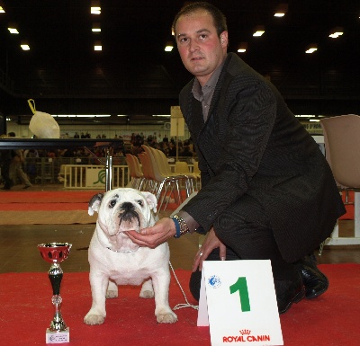 Bull's of Normandy - ILLONA  1er puppy femelle + BEST PUPPY