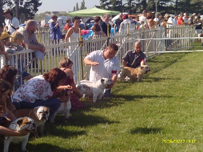 Bull's of Normandy - EXPO de CAMPBON (44)