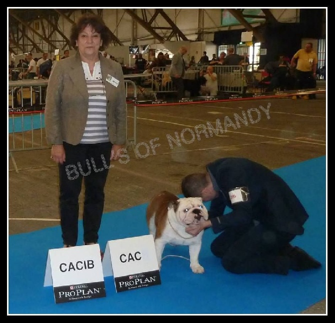 Bull's of Normandy - INTERNATIONAL DOG SHOW DIJON