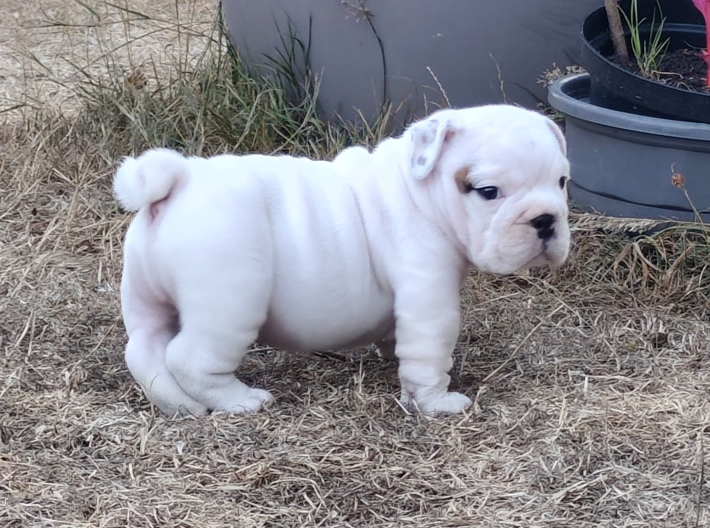Bull's of Normandy - Chiots disponibles - Bulldog Anglais