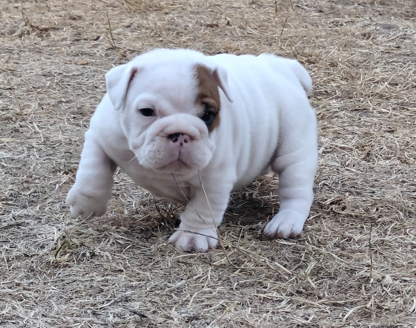 Bull's of Normandy - Chiots disponibles - Bulldog Anglais
