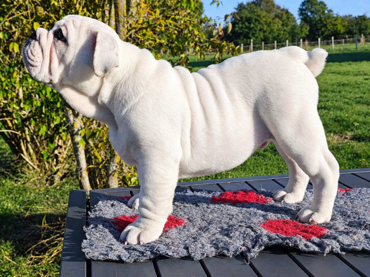 Bull's of Normandy - Chiots disponibles - Bulldog Anglais