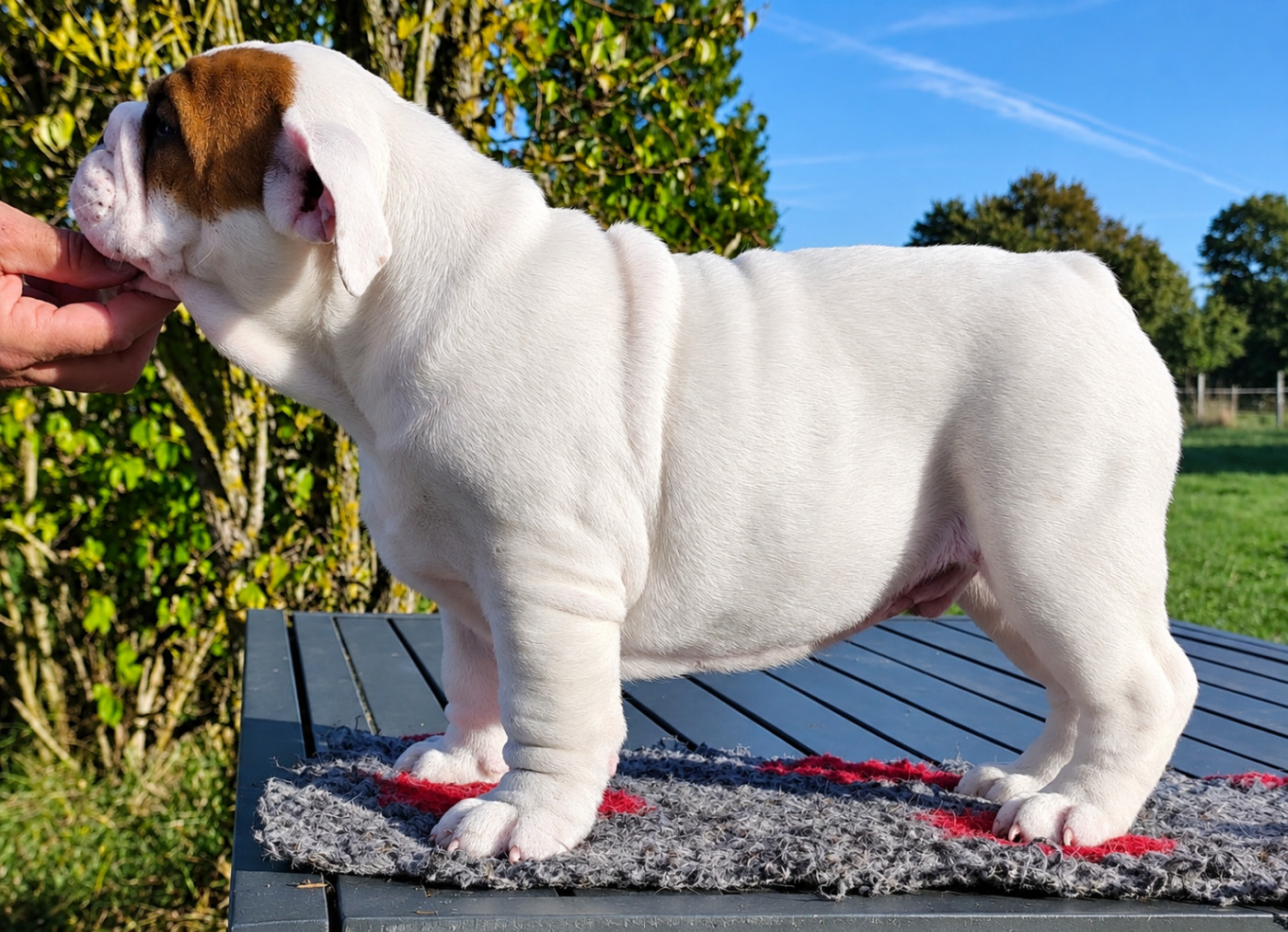 Bull's of Normandy - Chiots disponibles - Bulldog Anglais