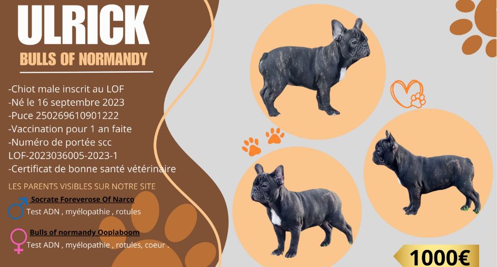 Bull's of Normandy - Chiots disponibles - Bouledogue français