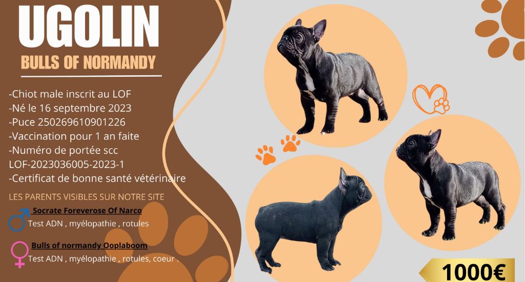 Bull's of Normandy - Chiots disponibles - Bouledogue français