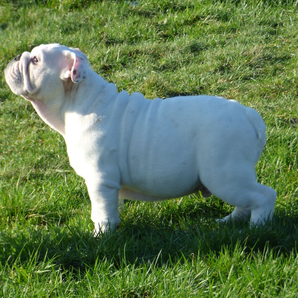 Bull's of Normandy - Chiots disponibles - Bulldog Anglais